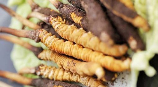 <a href=http://m.sprysprout.com/xinxian/ target=_blank class=infotextkey>鮮冬蟲夏草</a>功效與食用方法詳解