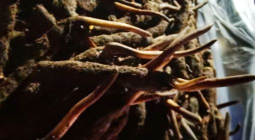 <a href=http://m.sprysprout.com/xinxian/ target=_blank class=infotextkey>新<a href=http://m.sprysprout.com/xinxian/ target=_blank class=infotextkey>鮮冬蟲(chóng)夏草</a></a>的多種食用方法