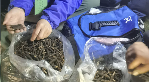 新鮮那曲蟲草多少錢一根？揭秘冬蟲夏草的價(jià)格密碼