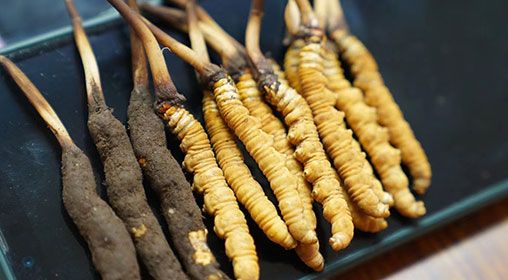 新鮮<a href=http://m.sprysprout.com/jiage/ target=_blank class=infotextkey>冬蟲夏草價格</a>查詢