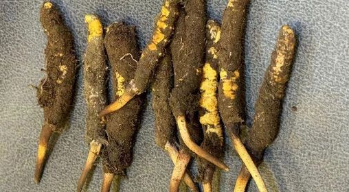 新鮮冬蟲夏草營(yíng)養(yǎng)