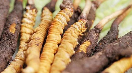 <a href=http://m.sprysprout.com/xinxian/ target=_blank class=infotextkey>新<a href=http://m.sprysprout.com/xinxian/ target=_blank class=infotextkey>鮮冬蟲夏草</a></a>怎么洗 