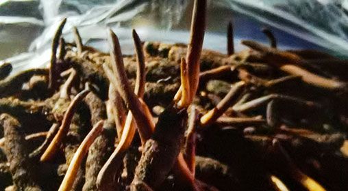 <a href=http://m.sprysprout.com/xinxian/ target=_blank class=infotextkey>新<a href=http://m.sprysprout.com/xinxian/ target=_blank class=infotextkey>鮮冬蟲(chóng)夏草</a></a>營(yíng)養(yǎng)有哪些呢