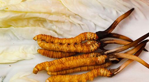 那曲雪域<a href=http://m.sprysprout.com/xinxian/ target=_blank class=infotextkey>新<a href=http://m.sprysprout.com/xinxian/ target=_blank class=infotextkey>鮮冬蟲夏草</a></a>