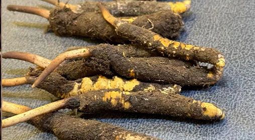 新鮮冬蟲(chóng)夏草壞了：原因、識(shí)別與應(yīng)對(duì)策略