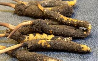 新鮮冬蟲夏草壞了：原因、識(shí)別與應(yīng)對(duì)策略