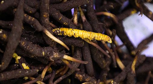 新鮮冬蟲(chóng)夏草的最佳食用方法