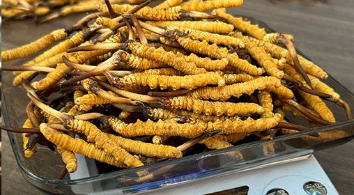 <a href=http://m.sprysprout.com/s/brxcc target=_blank class=infotextkey>比如縣冬蟲夏草</a>新鮮度