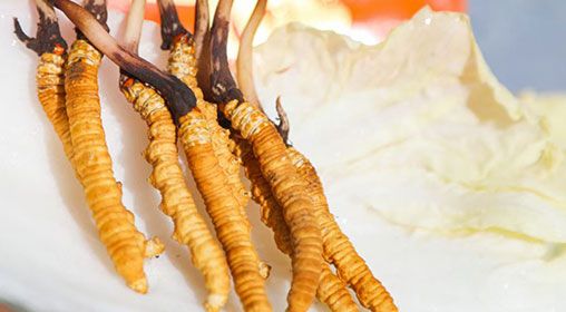 <a href=http://m.sprysprout.com/xinxian/ target=_blank class=infotextkey>新<a href=http://m.sprysprout.com/xinxian/ target=_blank class=infotextkey>鮮冬蟲夏草</a></a>煮飯：滋養(yǎng)身心的雪域珍饈