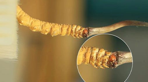 冬蟲夏草新鮮好嗎？