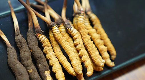 魚翅與<a href=http://m.sprysprout.com/xinxian/ target=_blank class=infotextkey>新<a href=http://m.sprysprout.com/xinxian/ target=_blank class=infotextkey>鮮冬蟲夏草</a></a>