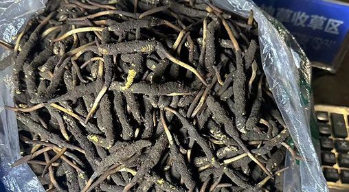 <a href=http://m.sprysprout.com/xinxian/ target=_blank class=infotextkey>新<a href=http://m.sprysprout.com/xinxian/ target=_blank class=infotextkey>鮮冬蟲夏草</a></a>出售