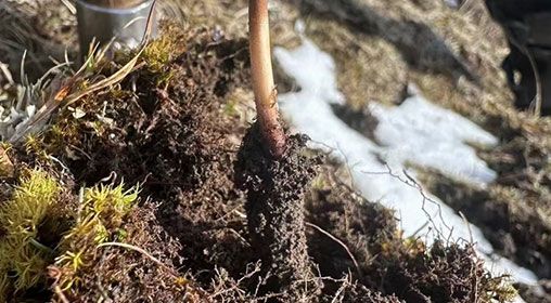 <a href=http://m.sprysprout.com/xinxian/ target=_blank class=infotextkey>新<a href=http://m.sprysprout.com/xinxian/ target=_blank class=infotextkey>鮮冬蟲夏草</a></a>存放