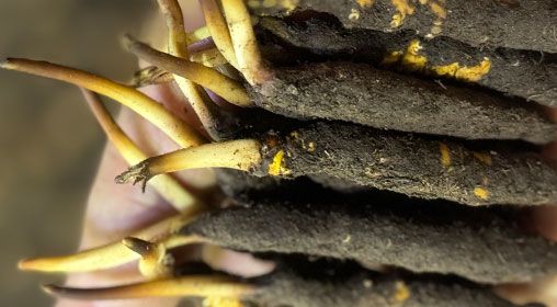 <a href=http://m.sprysprout.com/xinxian/ target=_blank class=infotextkey>新<a href=http://m.sprysprout.com/xinxian/ target=_blank class=infotextkey>鮮冬蟲夏草</a></a>晾曬 