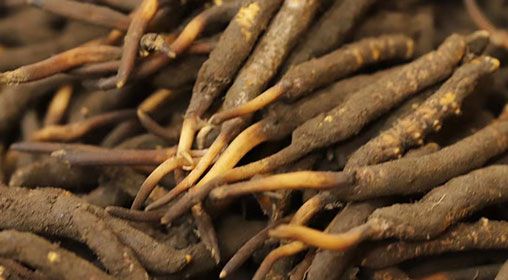 <a href=http://m.sprysprout.com/xinxian/ target=_blank class=infotextkey>新<a href=http://m.sprysprout.com/xinxian/ target=_blank class=infotextkey>鮮冬蟲夏草</a></a>品質