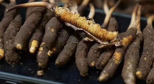 <a href=http://m.sprysprout.com/xinxian/ target=_blank class=infotextkey>新<a href=http://m.sprysprout.com/xinxian/ target=_blank class=infotextkey>鮮冬蟲夏草</a></a>發(fā)貨 