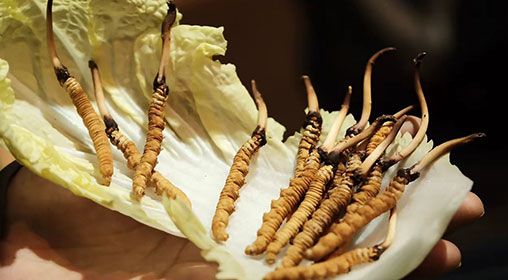 冷藏<a href=http://m.sprysprout.com/xinxian/ target=_blank class=infotextkey>新<a href=http://m.sprysprout.com/xinxian/ target=_blank class=infotextkey>鮮冬蟲(chóng)夏草</a></a>   