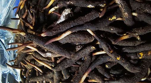 <a href=http://m.sprysprout.com/xinxian/ target=_blank class=infotextkey>新<a href=http://m.sprysprout.com/xinxian/ target=_blank class=infotextkey>鮮冬蟲夏草</a></a>產(chǎn)地