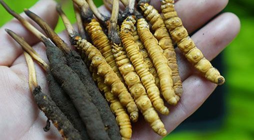 <a href=http://m.sprysprout.com/xinxian/ target=_blank class=infotextkey>新<a href=http://m.sprysprout.com/xinxian/ target=_blank class=infotextkey>鮮冬蟲夏草</a></a>服用