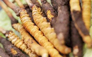 如何鑒別真假蟲草？教你幾招！