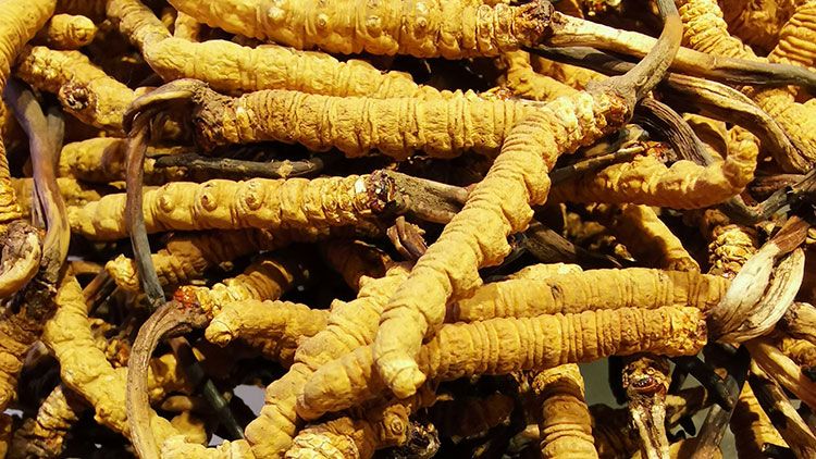 冬蟲夏草是什么味道？揭秘“軟黃金”的獨(dú)特風(fēng)味