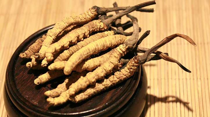 冬蟲夏草的價(jià)格一克：為何如此昂貴？