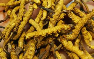 平陽(yáng)冬蟲夏草市場(chǎng)在哪里？2024年最新采購(gòu)指南