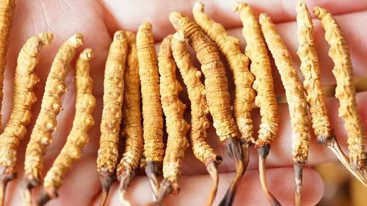 冬蟲夏草：自然界的陰陽調和大師