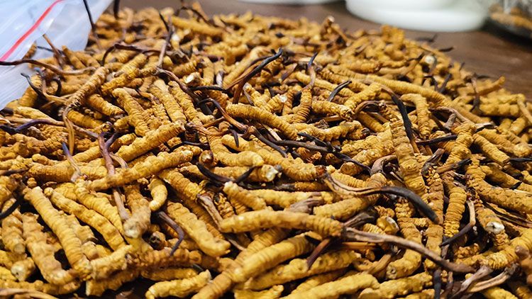 深圳<a href=http://m.sprysprout.com/zhengce/ target=_blank class=infotextkey>冬蟲(chóng)夏草交易</a>市場(chǎng)：南中國(guó)蟲(chóng)草貿(mào)易的黃金樞紐