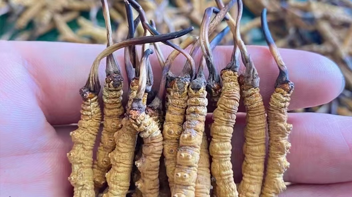 <a href=http://m.sprysprout.com/ target=_blank class=infotextkey>冬蟲夏草</a>真假鑒別終極指南：從入門到精通