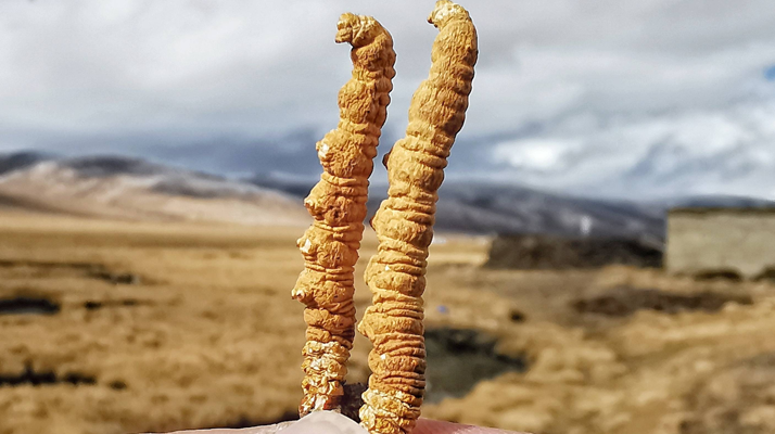 全球<a href=http://m.sprysprout.com/ target=_blank class=infotextkey>冬蟲夏草</a>核心產(chǎn)地分布圖鑒（2024最新版）