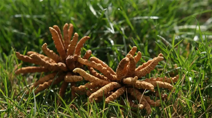 回收<a href=http://m.sprysprout.com/jiage/ target=_blank class=infotextkey>冬蟲夏草多少錢</a>