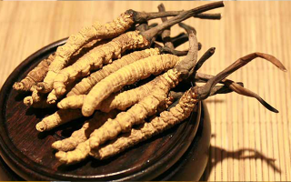 火眼金睛：教你辨別冬蟲(chóng)夏草真假