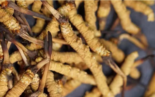 北京哪里購(gòu)買冬蟲夏草