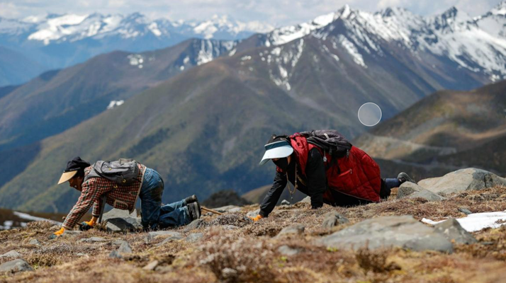 扎拉鄉(xiāng)：冬蟲夏草的黃金產地