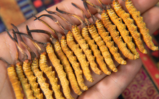 冬蟲夏草究竟多少錢一只？