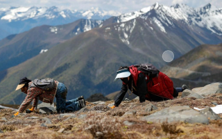 扎拉鄉(xiāng)：冬蟲夏草的黃金產地