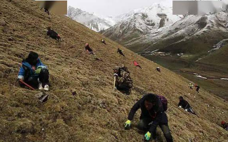 野生冬蟲(chóng)夏草一斤多少錢(qián)？