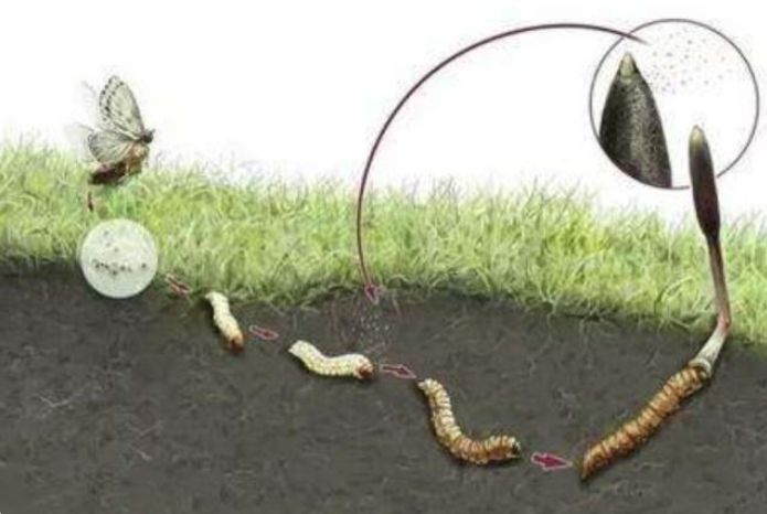 探秘冬蟲夏草的形成之旅