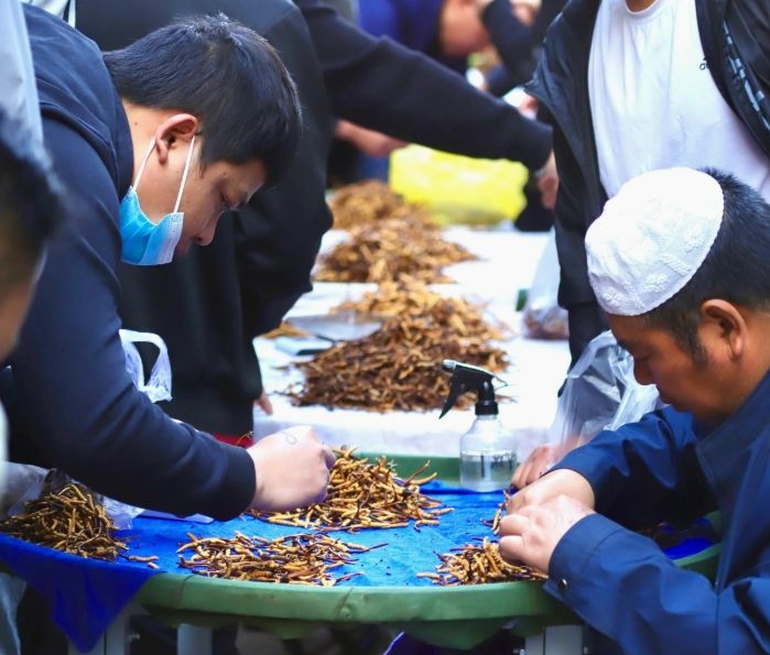 西寧冬蟲夏草交易中心:蟲草貿(mào)易的核心樞紐