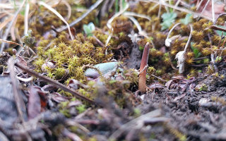 生命的奇幻變奏：冬蟲夏草的形成之謎