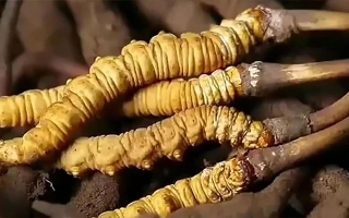 冬蟲夏草鮮草冷凍保存全指南：鎖住營養(yǎng)，延長鮮美