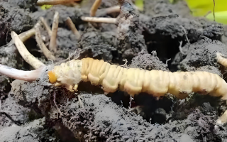 冬蟲夏草鮮草與干草的差異解析：不同形態(tài)，別樣價(jià)值