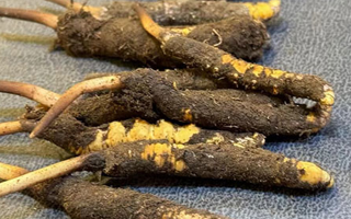 冬蟲夏草鮮草怎么吃？科學(xué)用量指南