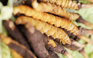 冬蟲夏草鮮草能存多久？保存時(shí)長全解析