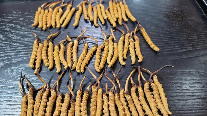 <a href=http://m.sprysprout.com/ target=_blank class=infotextkey><a href=http://m.sprysprout.com/s/nqcc/ target=_blank class=infotextkey>那曲冬蟲(chóng)夏草</a></a>：鮮草與干草的多維差異? ? ? ?