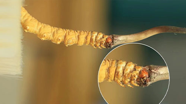 哪里能買到新鮮的冬蟲夏草？這幾個(gè)渠道要知道