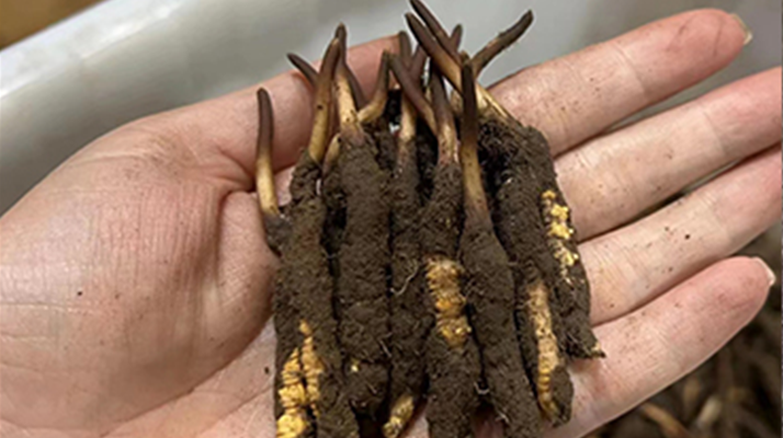 那曲鮮草怎么吃最好