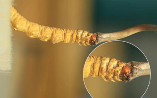 哪里能買到新鮮的冬蟲夏草？這幾個(gè)渠道要知道