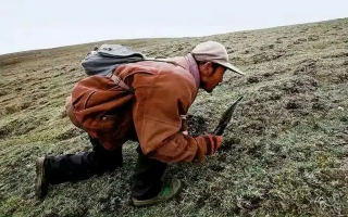 西藏冬蟲夏草最大產(chǎn)地：那曲，自然饋贈的珍寶之地
